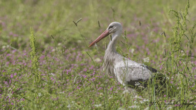 White Stork - Ciconia ciconia - Leylek