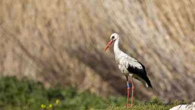 White Stork - Ciconia ciconia - Leylek