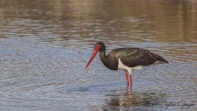 Black Stork - Ciconia nigra - Kara leylek