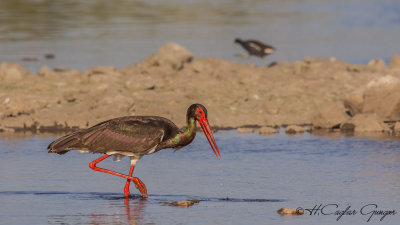 Black Stork - Ciconia nigra - Kara leylek