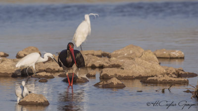 Black Stork - Ciconia nigra - Kara leylek