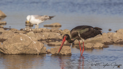 Black Stork - Ciconia nigra - Kara leylek