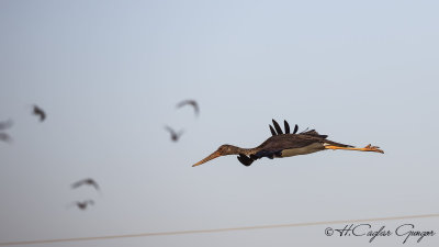 Black Stork - Ciconia nigra - Kara leylek