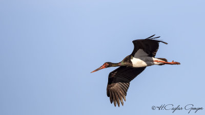 Black Stork - Ciconia nigra - Kara leylek