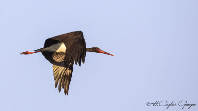 Black Stork - Ciconia nigra - Kara leylek