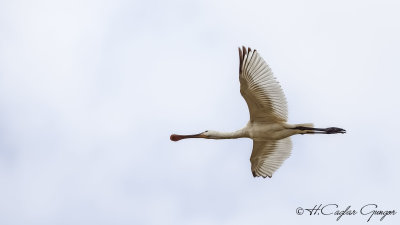 Eurasian Spoonbill - Platalea leucorodia - Kaşıkçı