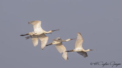 Eurasian Spoonbill - Platalea leucorodia - Kaşıkçı