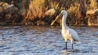 Eurasian Spoonbill - Platalea leucorodia - Kaşıkçı