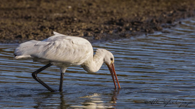 Eurasian Spoonbill - Platalea leucorodia - Kaşıkçı