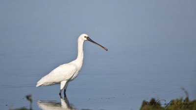 Eurasian Spoonbill - Platalea leucorodia - Kaşıkçı