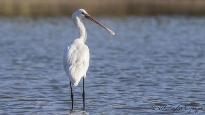 Eurasian Spoonbill - Platalea leucorodia - Kaşıkçı