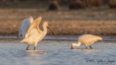 Eurasian Spoonbill - Platalea leucorodia - Kaşıkçı