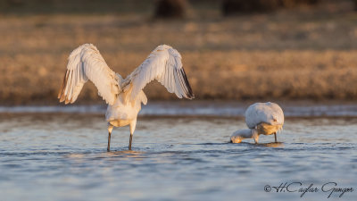 Eurasian Spoonbill - Platalea leucorodia - Kaşıkçı