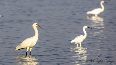 Eurasian Spoonbill - Platalea leucorodia - Kaşıkçı