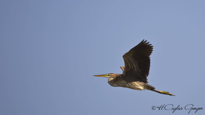 Purple Heron - Ardea purpurea - Erguvani balıkçıl