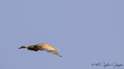 Purple Heron - Ardea purpurea - Erguvani balıkçıl