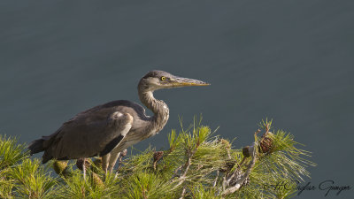 Grey Heron - Ardea cinerea - Gri balıkçıl