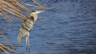 Grey Heron - Ardea cinerea - Gri balıkçıl