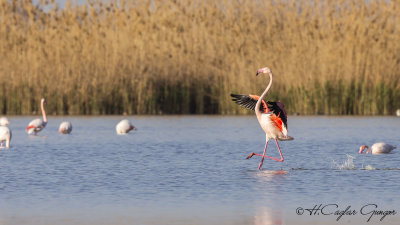 Greater Flamingo - Phoenicopterus roseus - Flamingo