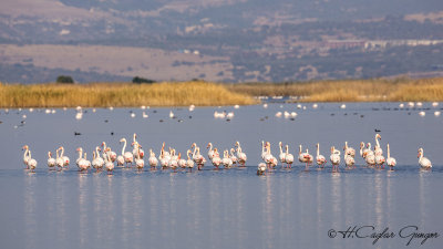 Greater Flamingo - Phoenicopterus roseus - Flamingo