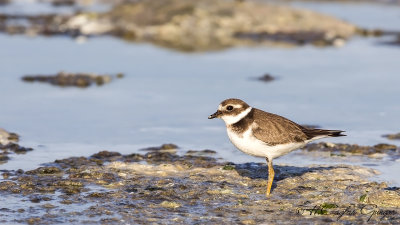 Common Ringed Plover - Charadrius hiaticula - Halkalı cılıbıt