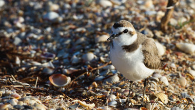 Kentish Plover - Charadrius alexandrinus - Akça cılıbıt
