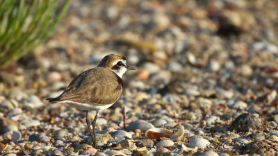 Kentish Plover - Charadrius alexandrinus - Akça cılıbıt