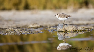 Kentish Plover - Charadrius alexandrinus - Akça cılıbıt
