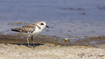 Kentish Plover - Charadrius alexandrinus - Akça cılıbıt