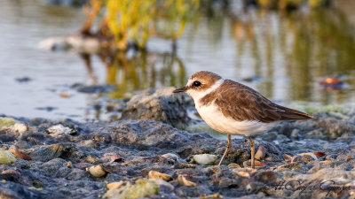 Kentish Plover - Charadrius alexandrinus - Akça cılıbıt