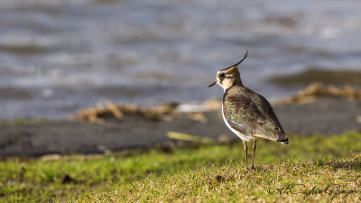 Northern Lapwing - Vanellus vanellus - Kızkuşu