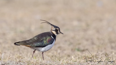 Northern Lapwing - Vanellus vanellus - Kızkuşu