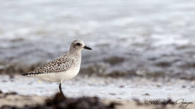 Grey Plover - Pluvialis squatarola - Gümüş yağmurcun