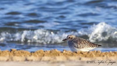 Grey Plover - Pluvialis squatarola - Gümüş yağmurcun