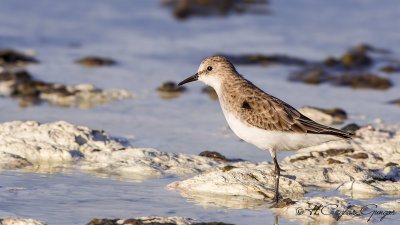 Little Stint - Calidris minuta - Küçük kumkuşu