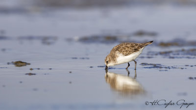 Little Stint - Calidris minuta - Küçük kumkuşu