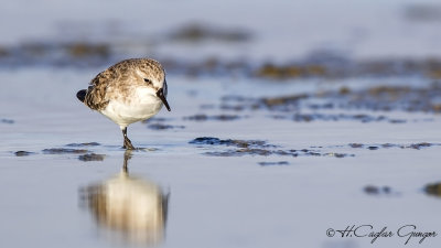 Little Stint - Calidris minuta - Küçük kumkuşu