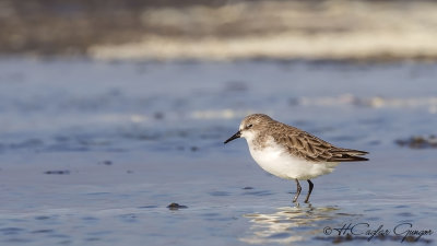 Little Stint - Calidris minuta - Küçük kumkuşu