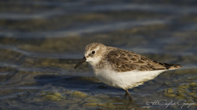 Little Stint - Calidris minuta - Küçük kumkuşu