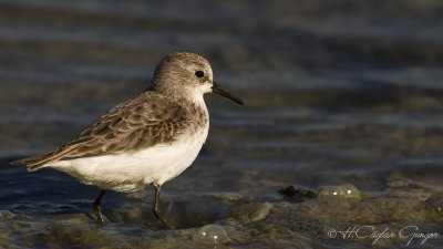 Little Stint - Calidris minuta - Küçük kumkuşu