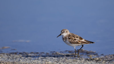 Little Stint - Calidris minuta - Küçük kumkuşu