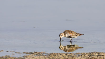 Dunlin - Calidris alpina - Karakarınlı kumkuşu