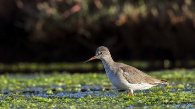 Common Redshank - Tringa totanus - Kızılbacak