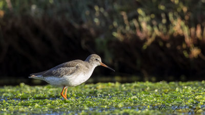 Common Redshank - Tringa totanus - Kızılbacak