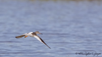 Common Redshank - Tringa totanus - Kızılbacak