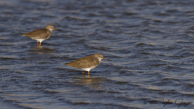 Common Redshank - Tringa totanus - Kızılbacak