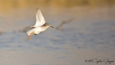 Common Redshank - Tringa totanus - Kızılbacak