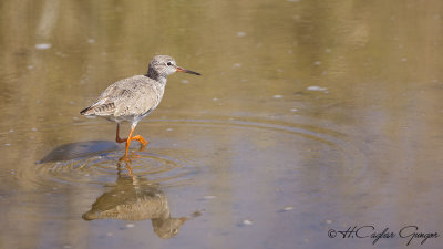 Common Redshank - Tringa totanus - Kızılbacak