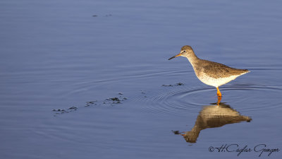 Common Redshank - Tringa totanus - Kızılbacak