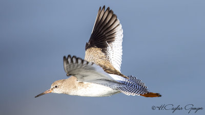 Common Redshank - Tringa totanus - Kızılbacak